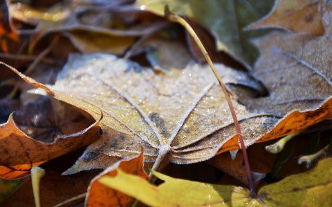 Погода в Сыктывкаре 15 октября: без осадков и ветра, но холодно