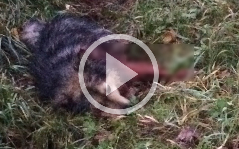 «Окровавленная собака бегала по всему селу»: в Коми мужчина зверски убил пса (видео)