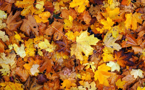 Погода в Сыктывкаре 16 октября: немного теплее и светлее