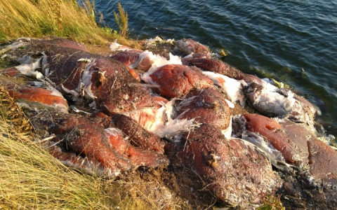 В Коми нашли странные мешки с липким реагентом и трупами птиц