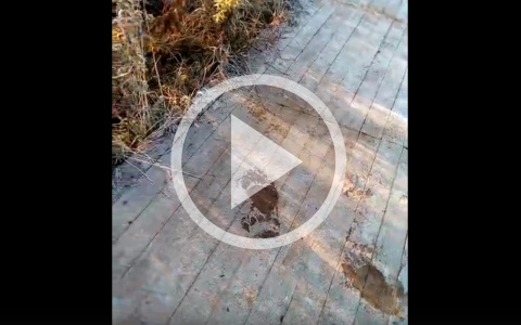 «Вот так и ходи по ночам»: в Коми по центру города рыщет медведь