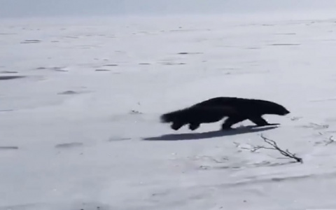 «Это издевательство»: в Коми устроили погоню за медведем и росомахой на камеру (видео)
