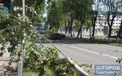 В Сыктывкаре потратят 150 тысяч рублей, чтобы обрезать тополя