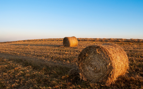 В Коми нашли обезображенного мужчину, который задохнулся кровью