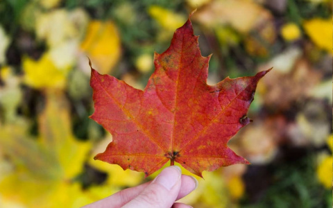 Фото дня в Сыктывкаре: листья клена укрыли городской парк