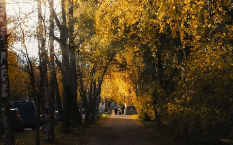 Фото дня: вспоминаем осень и ее золотые краски