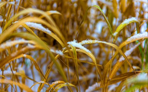 Фото дня от сыктывкарки: легкие снежинки на увядающей траве
