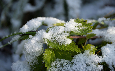 Погода в Сыктывкаре 1 ноября: легкий пушистый снег накроет город