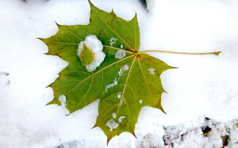 Погода в Сыктывкаре на 2 ноября: легкий снег и небольшой ветер