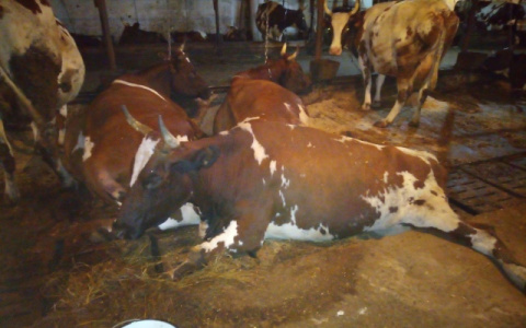 «Мучают коров и вешают кошек»: жители Коми в шоке от жуткой фермы