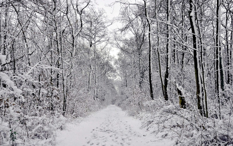 В Коми пенсионер два дня жег бензин, пока ждал спасателей