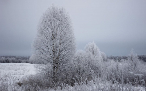 Фото дня в Сыктывкаре: снег сковал поля и деревья белым инеем