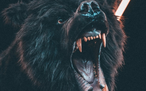 Медведь вырвал собаку вместе с цепью во дворе одного из поселков Коми