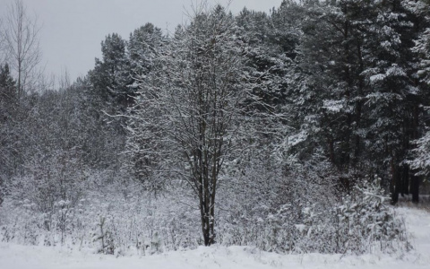 Фото дня в Сыктывкаре: безмятежный зимний лес