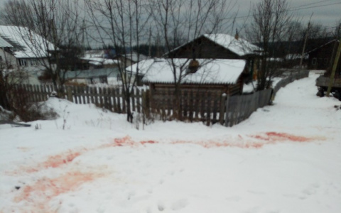 В Коми волки растерзали собаку и оставили после себя кровавую тропу (фото 16+)