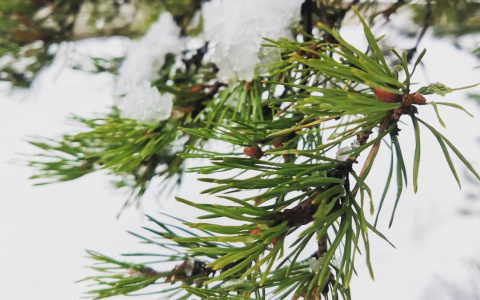 Фото дня в Сыктывкаре: загородные деревья в пушистом снегу