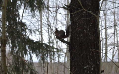 Погода в Сыктывкаре 17 ноября: тепло и снежно