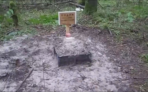 Двадцать маленьких могилок: сыктывкарка нашла незаконное кладбище животных