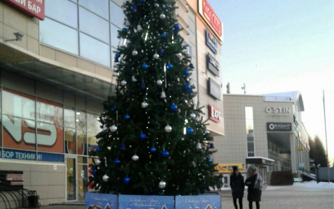 Фото дня в Сыктывкаре: в городе появляются первые новогодние елки