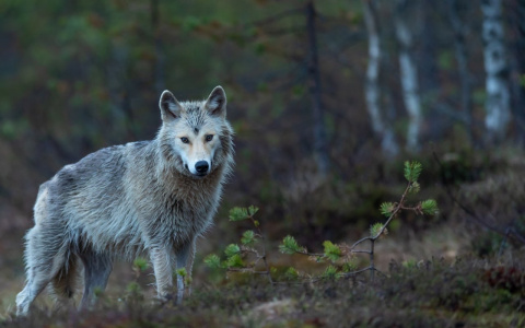Охота за головами: как получить 20 тысяч рублей за убитого волка