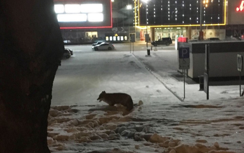 По Сыктывкару бегали озорные рыжие лисы (фото, видео)