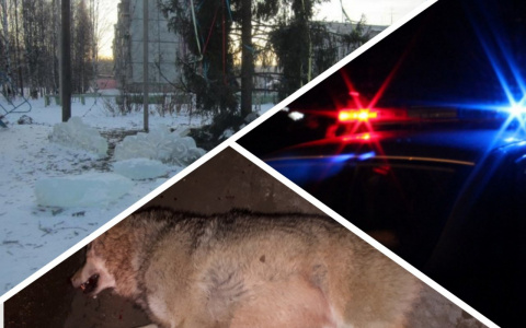 Итоги недели в Коми: гигантские волки, смешные села и жестокие дети