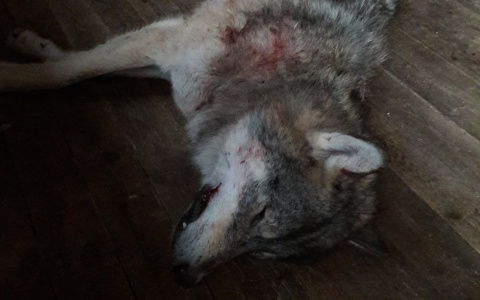 В Коми после смерти собаки охотник выследил и застрелил волка