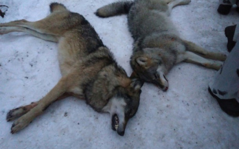 В Коми застрелили двух волков, которые разорвали лося (фото 16+)