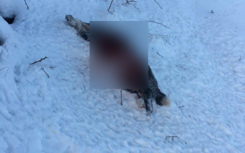 В Коми волки тащили собаку несколько десятков метров, а затем съели (фото)