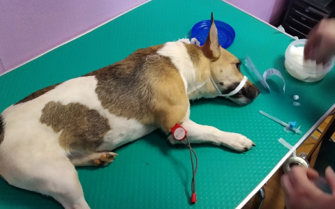 Сыктывкарец сбил собаку и оставил ее умирать на перекрестке (фото)