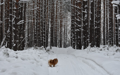В Коми нашли тело мужчины, которого искали целый месяц