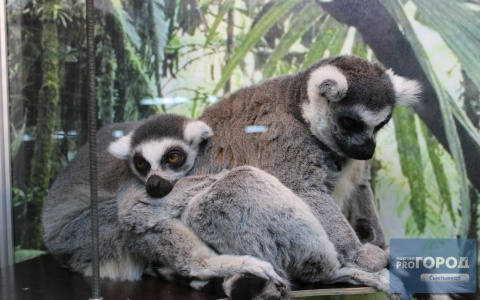 Стало известно, когда запретят контактные зоопарки в России