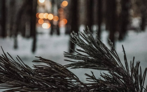 Фото дня в Сыктывкаре: ветвь главного символа Нового года в огнях зимнего города