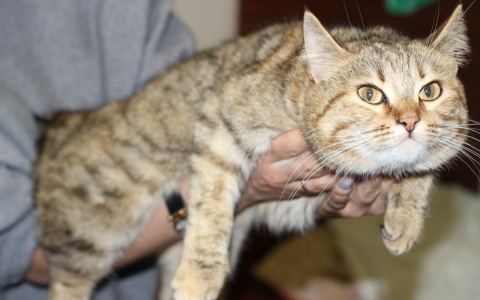 Милая Рыся, мягкая Берта и своенравная Жужа: животные из приюта ищут новый дом в Сыктывкаре