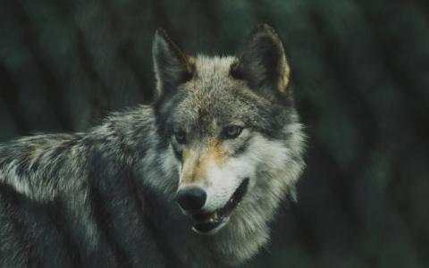 «Мурашки по коже»: житель Коми встретил стаю волков на озере (видео)