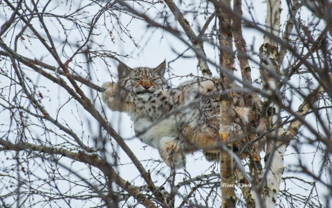 В селе Коми рысь залезла на дерево и уснула у всех на виду (фото)