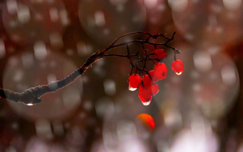 Фото дня: алая рябина на фоне сыктывкарского снегопада