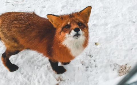 Фото дня: лесная рыжая бестия просит угощение