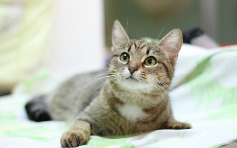 Суровый Тайсон, грустный Шархан и милая Луна-Уна: животные из приюта ищут новый дом в Сыктывкаре