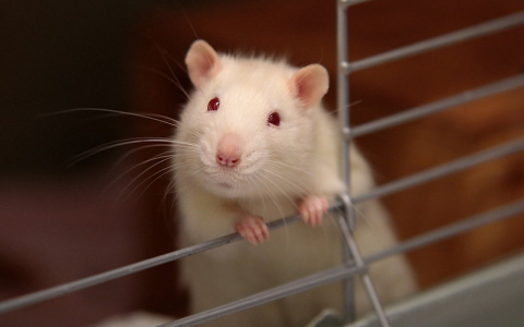 Крыса в доме: как сыктывкарцам ухаживать за символом года