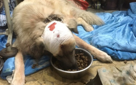 Жителю Коми, который бегал за собакой с ножом, грозит пять лет колонии