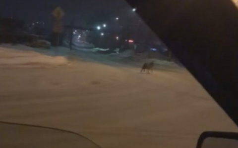«На перекрестке стоял волк»: сыктывкарец заснял зверя на видео
