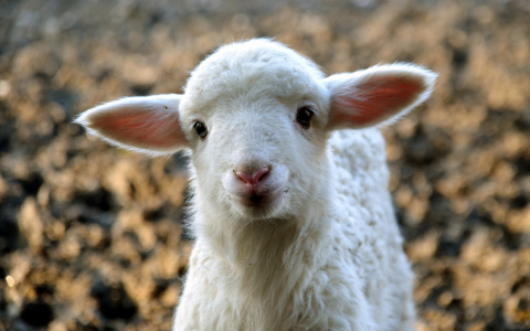 На сыктывкарской станции юннатов появится малыш-ягненок