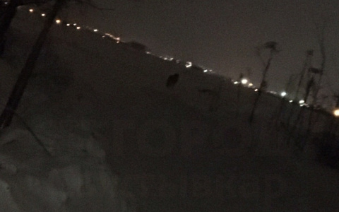 «По ночам здесь лучше не ходить»: сыктывкарцев держит в страхе загадочный зверь