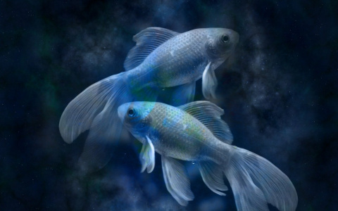 Гороскоп на 29 декабря: Рыбы потратят время в пустую, а Овны рискуют остаться одни