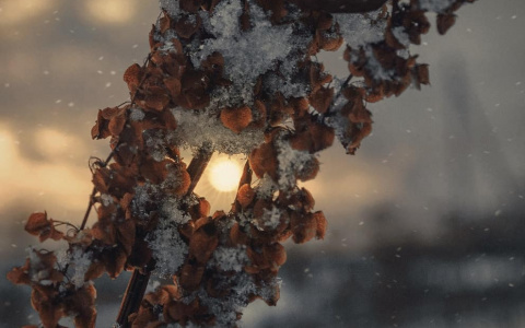 Фото дня в Сыктывкаре: морозное солнце пробивается сквозь отголоски ушедшей осени