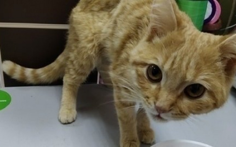 Сыктывкарцы спасают кота, которого хозяева превратили в живой труп