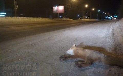 В Сыктывкаре сбили лису и бросили ее тело прямо на обочине (фото)