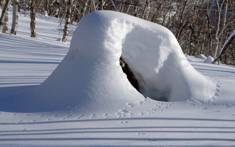 В Коми собаки откопали в снегу обезглавленное тело