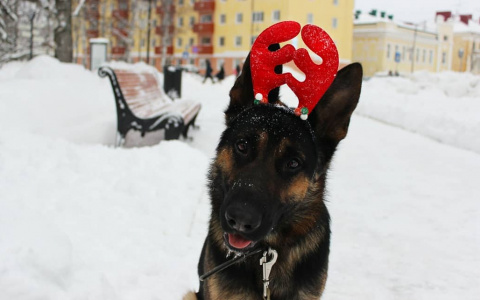 Фото дня в Сыктывкаре: рогатый пес в самом сердце столицы